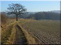 Restricted byway near Ewelme