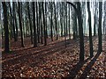 Beech plantation near Nuffield