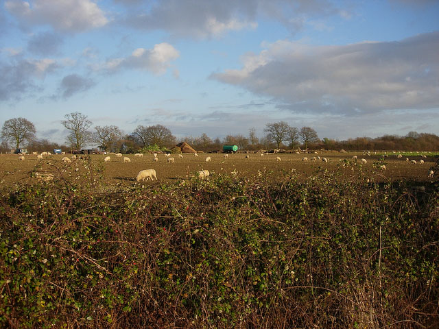 Sheep in an arable field