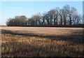 Field of stubble backed by trees