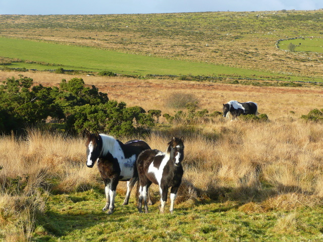 Wild Ponies On Bodmin Moor 3 © Jonathan Billinger :: Geograph Britain 