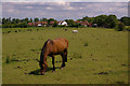 Pasture near Margery Wood