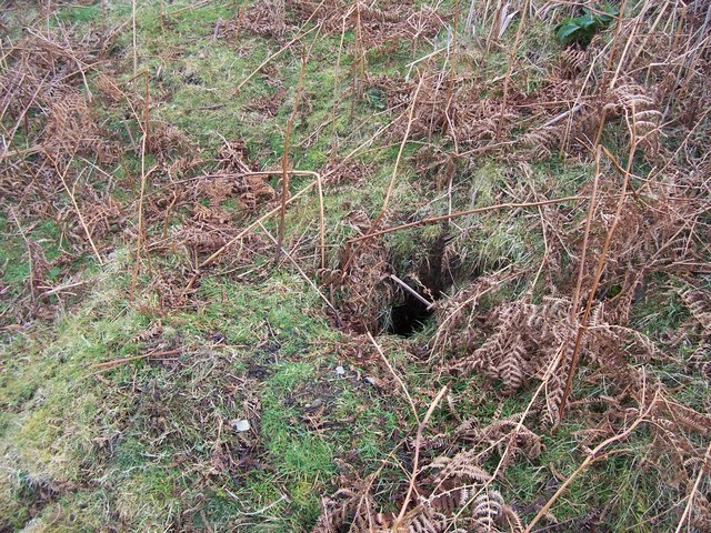 Rabbit hole in the hillside