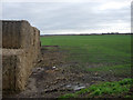 Autumn sown crop