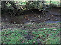 Winter store of crab apples near Roddam Rigg