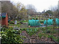 Fulham Palace Meadow allotments