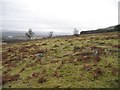 Felled area, Alvie Estate