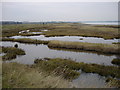 Riverside saltings near Shotley Point