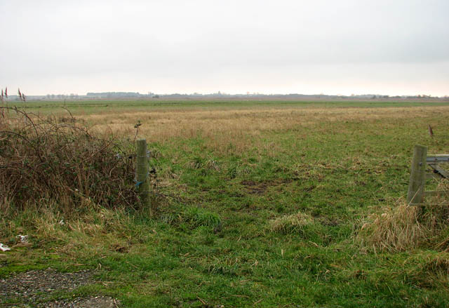 Marsh pasture beside Horsey Road