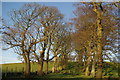 Tree-lined waymarked path leading towards Law Hill