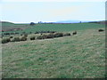 White House Folly from Humbleheugh