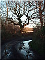 Lane to Little Hills, Welsh Moor, Gower