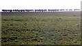 Sheep Pasture, Leddington