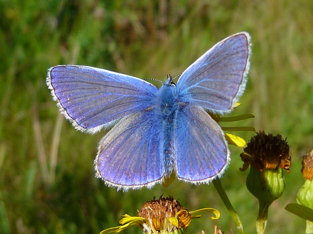 Male Common Blue Butterfly © Brian Webster cc-by-sa/2.0 :: Geograph ...