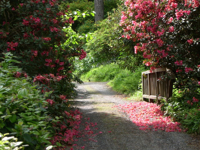 Bodnant Gardens, Petal strewn path