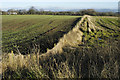 Field boundary near Out Rawcliffe Church