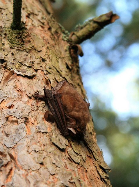Pipistrelle bat (?), Langlands Plantation