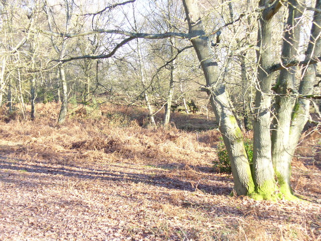 Somerset Hill, Holmbury