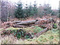 Old logs at Gallows Wood