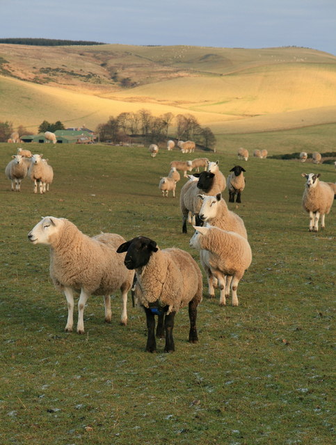 Grazing land and sheep at Moorcock Hall, near Stoneypath