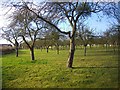 Orchard near New House