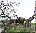 Storm damage