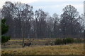 Red Deer at Inshewan Estate