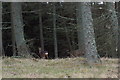 Roe Deer at edge of Woodland near Kinwhirrie