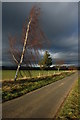 Silver birch tree, Little Comberton