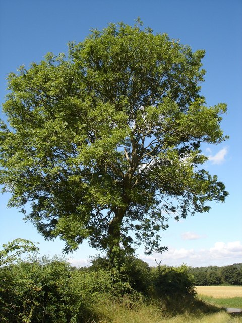 Young Ash Tree, Little Maplestead © Patricia Fletcher cc-by-sa/2.0 ...