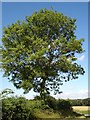 Young Ash Tree, Little Maplestead