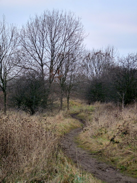 Footpath adjacent to Stainsby Wood