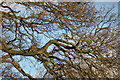 Buzzard in a Tree near to B9127, west of South Bottymyre