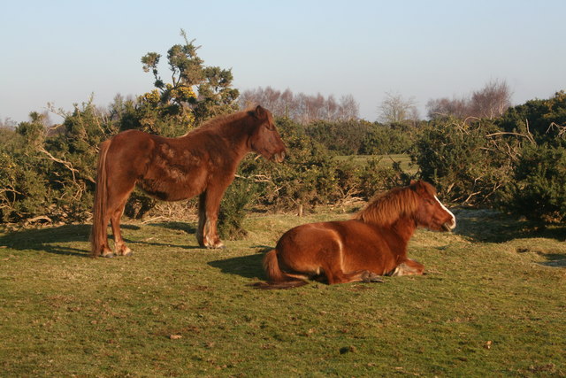 New Forest Ponies, Rockford Common, New Forest