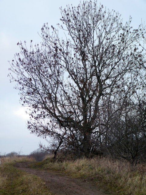 Ash tree next to the footpath alongside Stainsby Wood