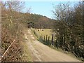 Forest fringe path on Mynydd Emroch