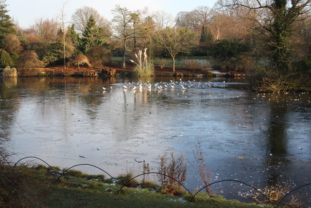 Frozen pond, Wakehurst Place.