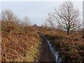 Path on Grey Hill, Wentwood