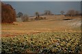 Winter Farmland