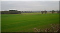 Green field, grey sky