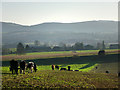 Farmland, Tipsall