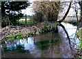 River Piddle, White Lackington