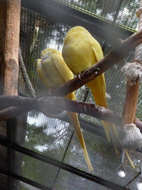 Bournemouth: tropical birds at the aviary