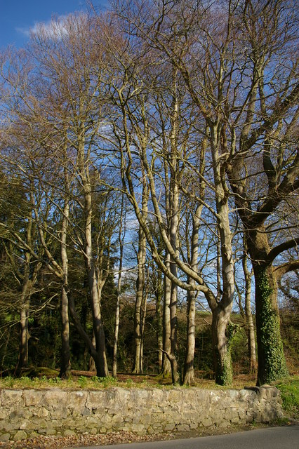 Woods on Mound Road