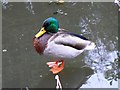 Mallard drake on the former Wilts and Berks canal, Kingshill, Swindon