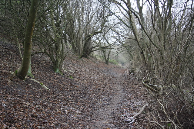 Footpath through trees on Woolstonbury Hill.