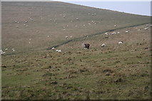 TQ2813 : Llama guarding sheep. by David Cumberland
