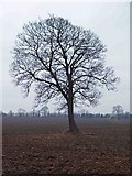 SE4105 : The lonely tree by Steve  Fareham