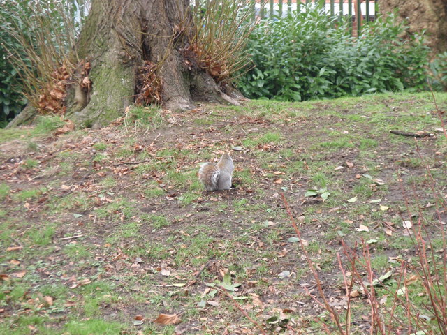 Squirrel in the Derby Arboretum