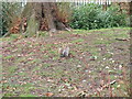 Squirrel in the Derby Arboretum